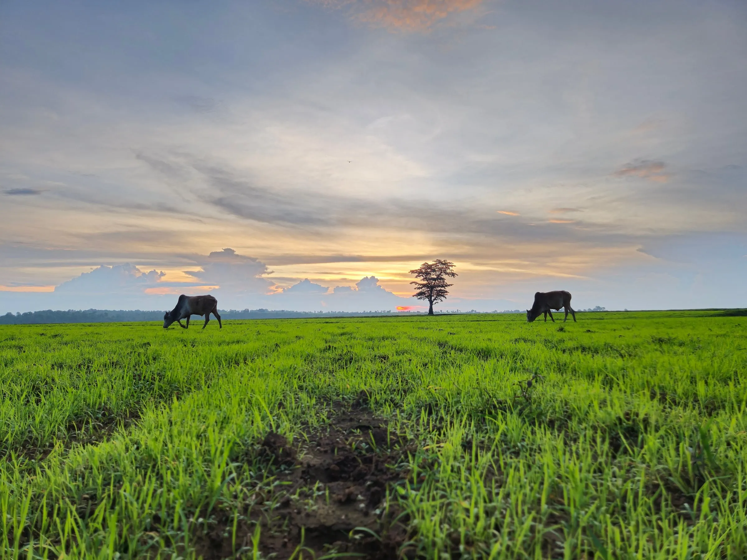 Pastures on the Mainpat plateau at sunset
